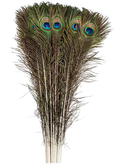 Pávatoll - GREEN/BLUE